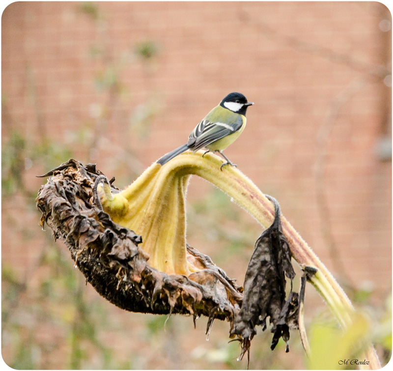 mésange charboniére