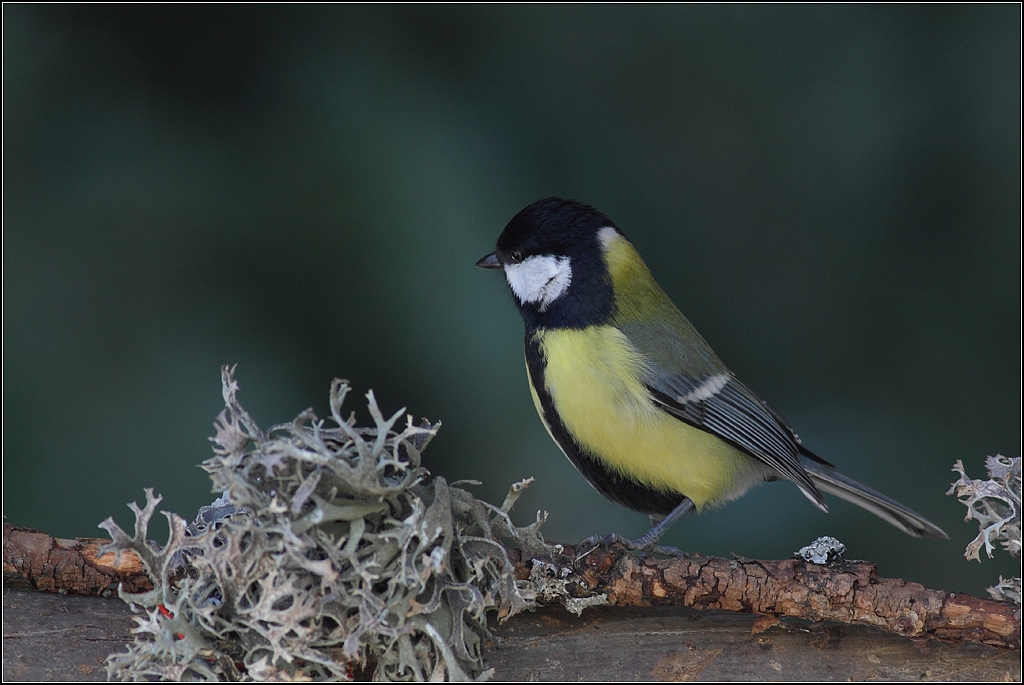 Mésange charbonière