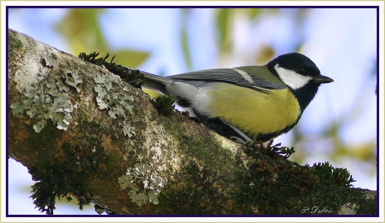 mésange charbonière