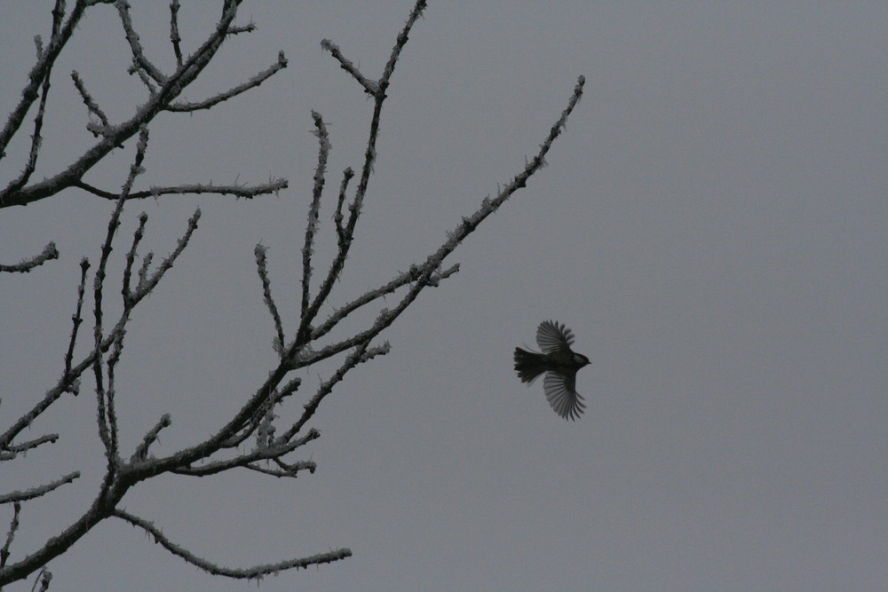 mésange charbonnère