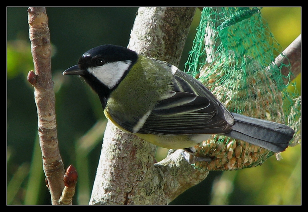 "Mésange charbonnière"