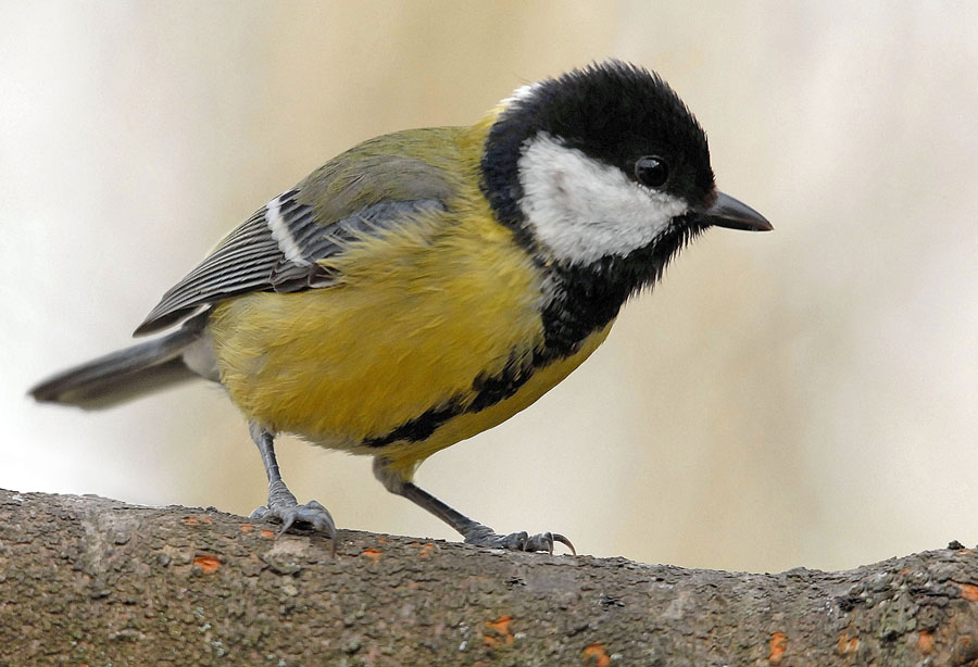 Mésange charbonnière