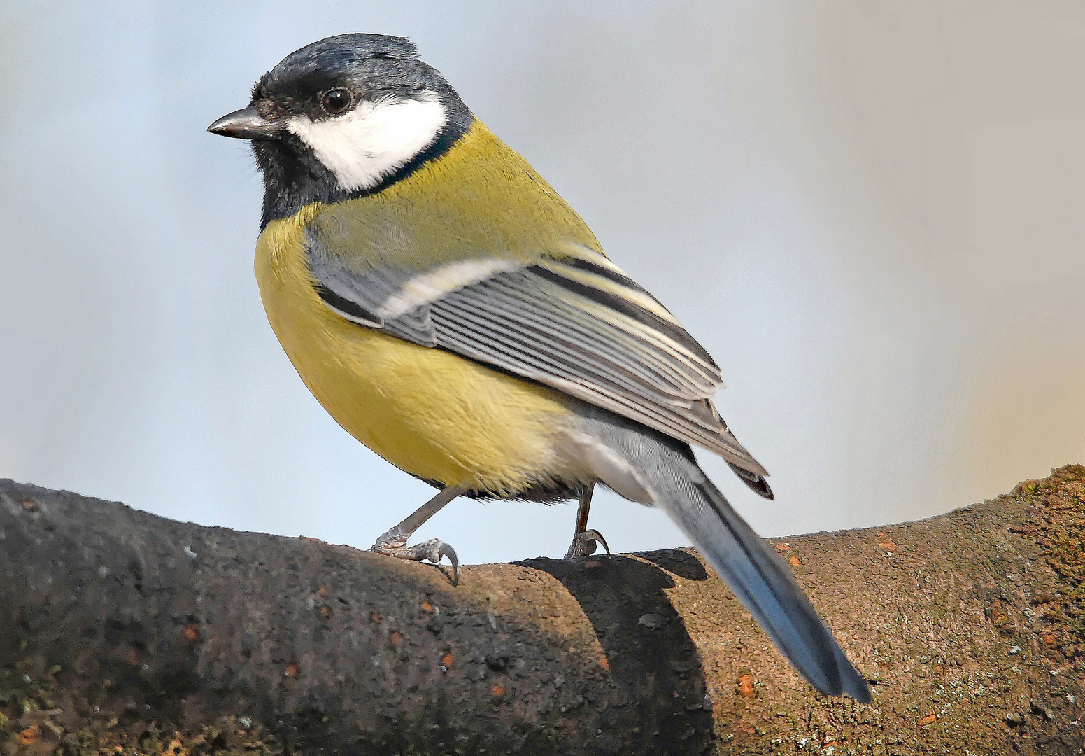 Mésange charbonnière