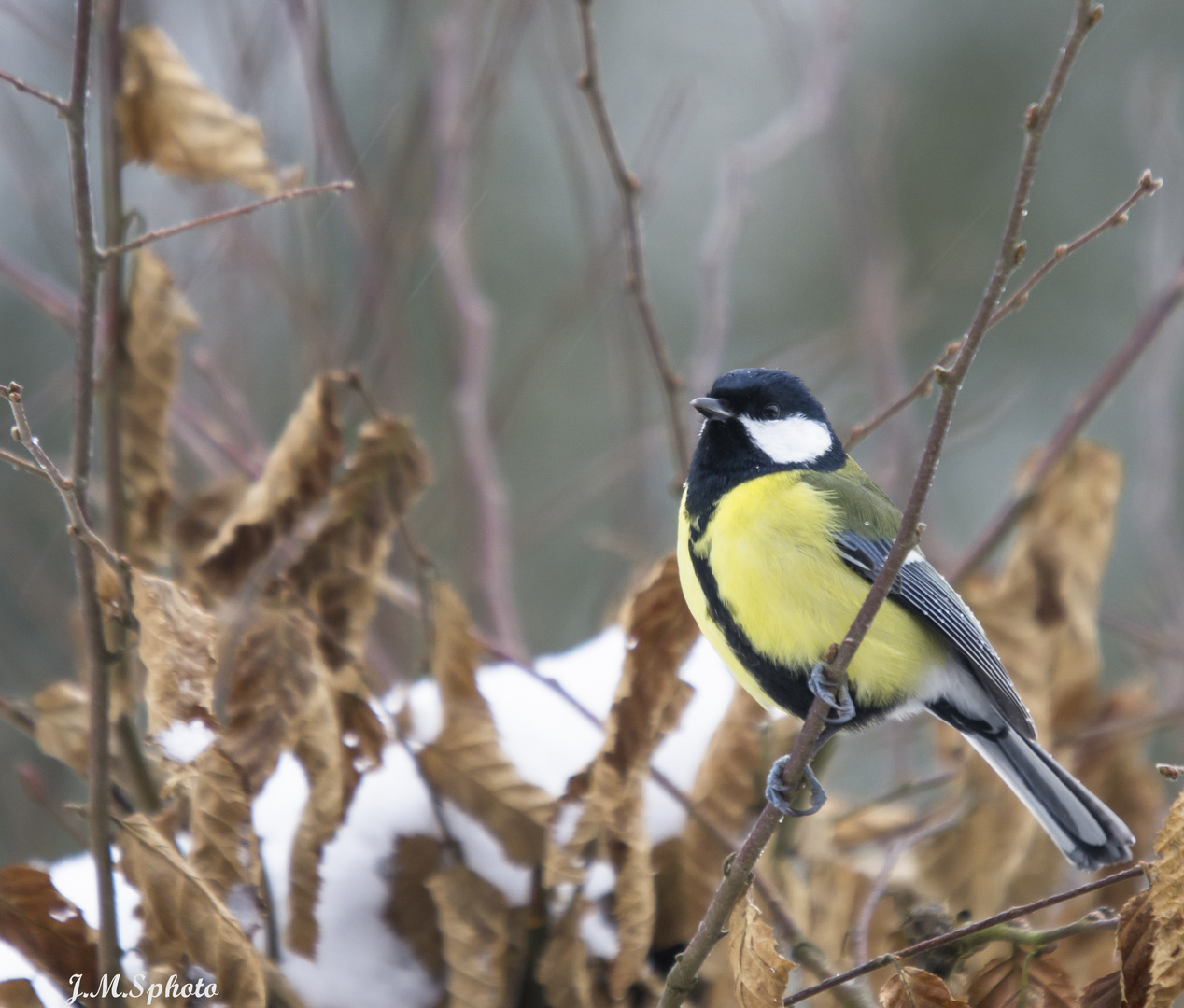 Mésange charbonnière