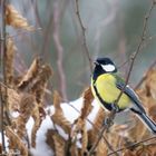 Mésange charbonnière