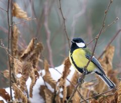 Mésange charbonnière