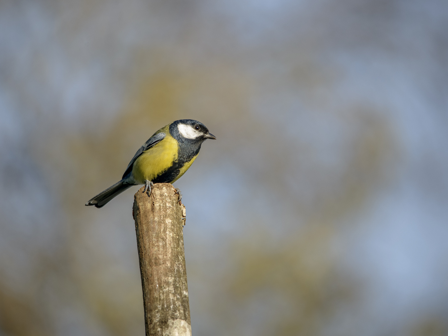 Mésange charbonnière