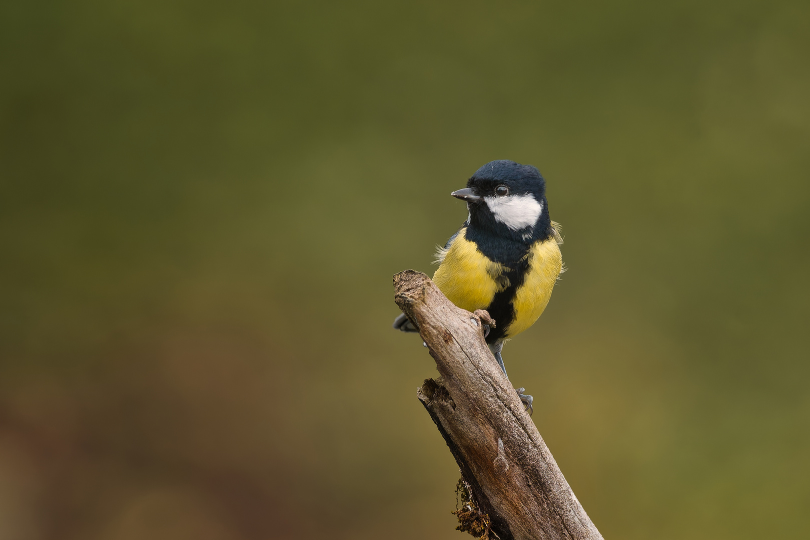 Mésange charbonnière