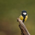 Mésange charbonnière