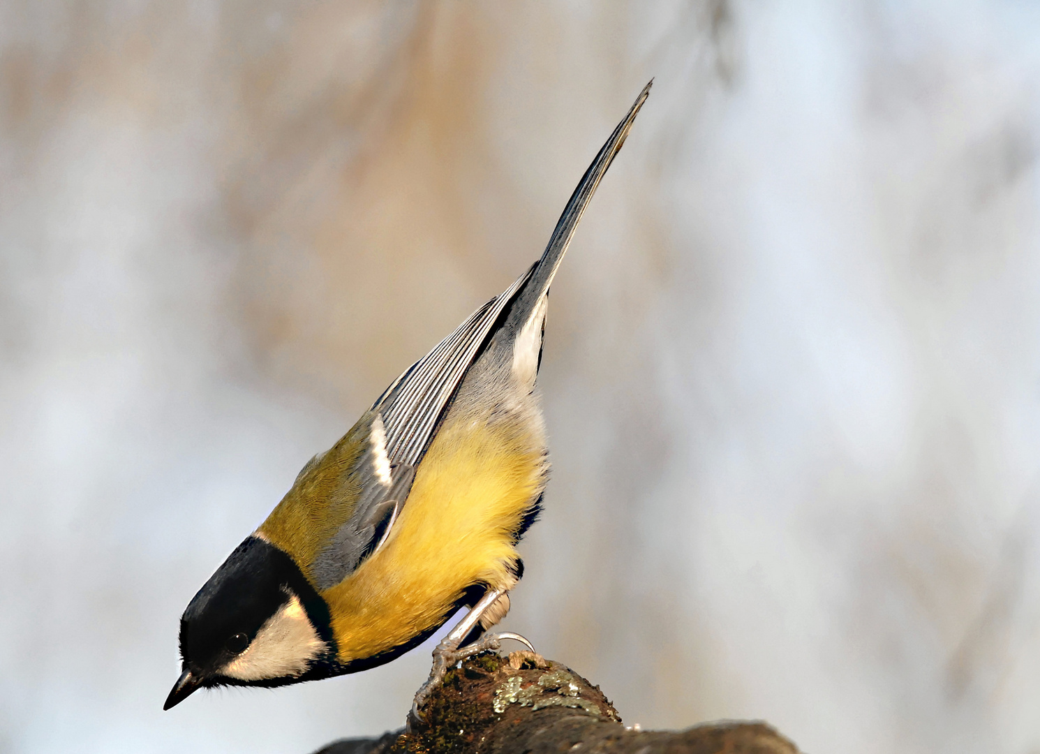 Mésange charbonnière