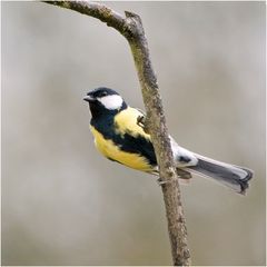 Mésange charbonnière (11)