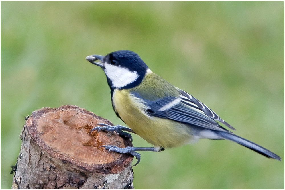 Mésange charbonnière (12)