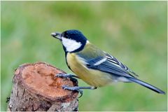 Mésange charbonnière (12)