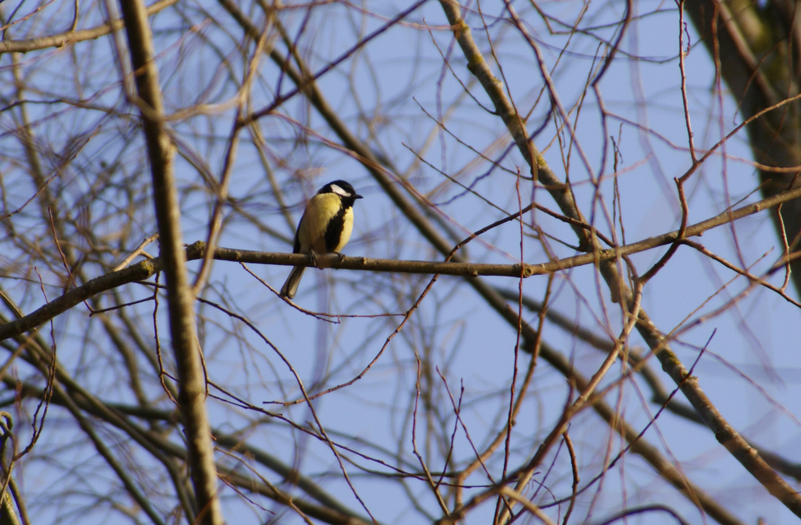 Mésange charbonnière