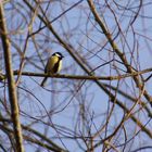 Mésange charbonnière