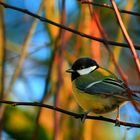 Mésange charbonnière