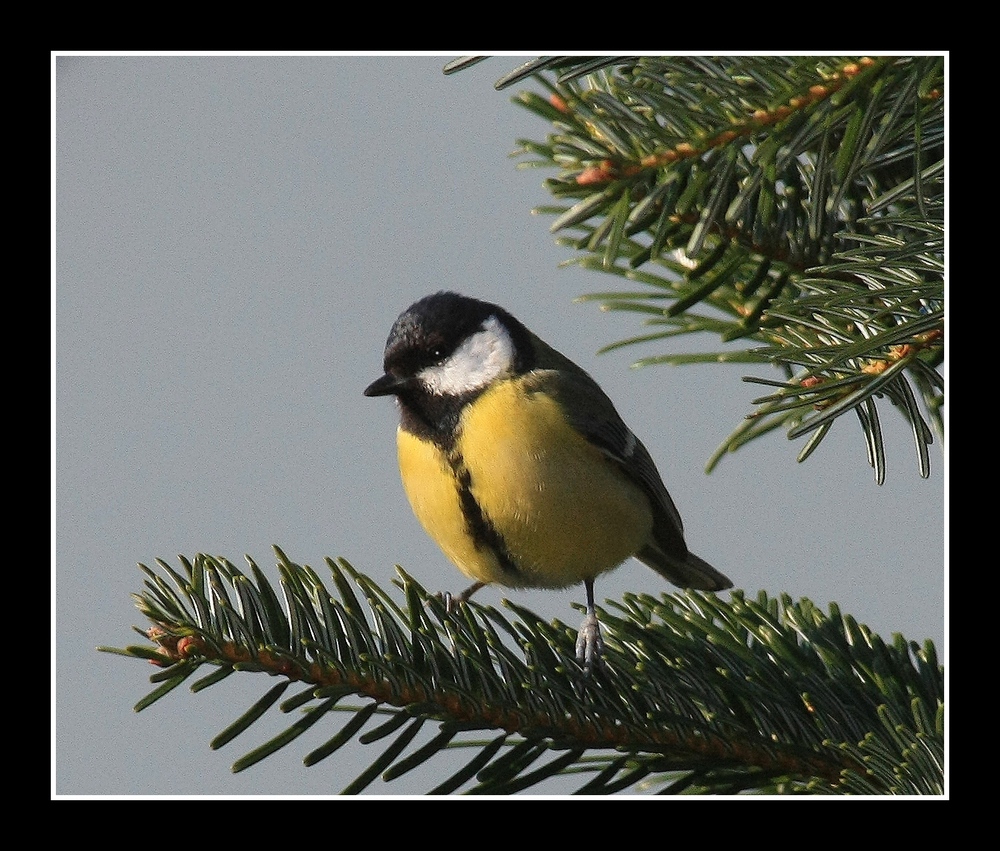 " Mésange charbonnière "