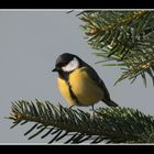 " Mésange charbonnière "