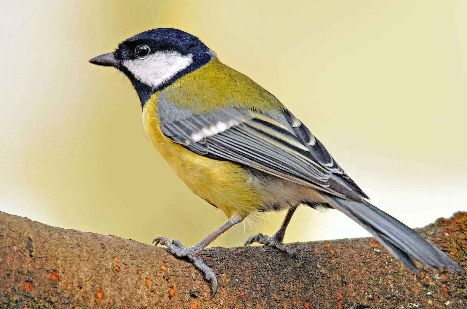 Mésange charbonnière (2)