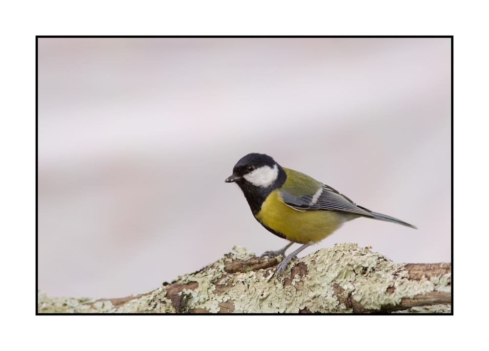 Mésange charbonnière (2)