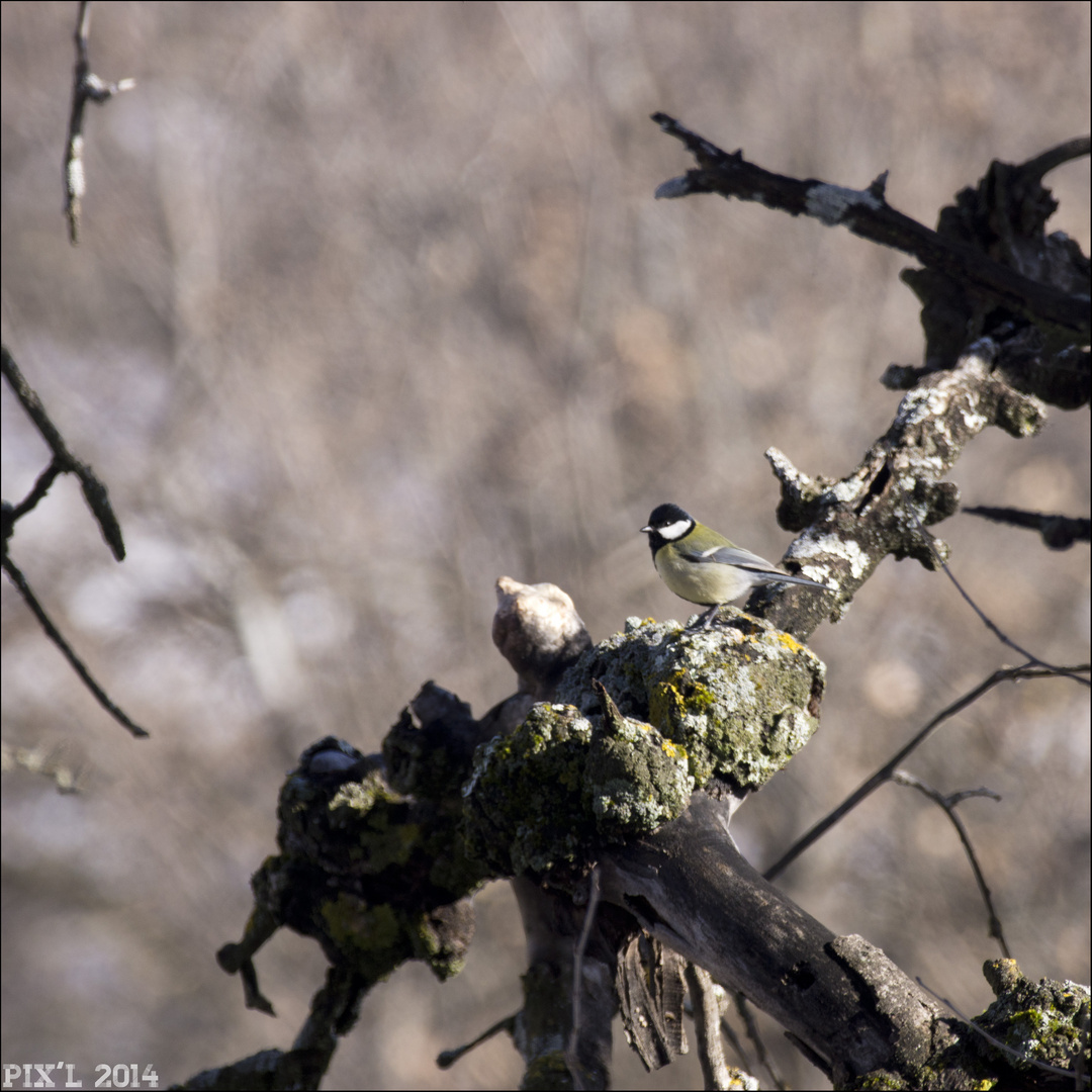 Mésange Charbonnière