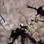 Mésange Charbonnière