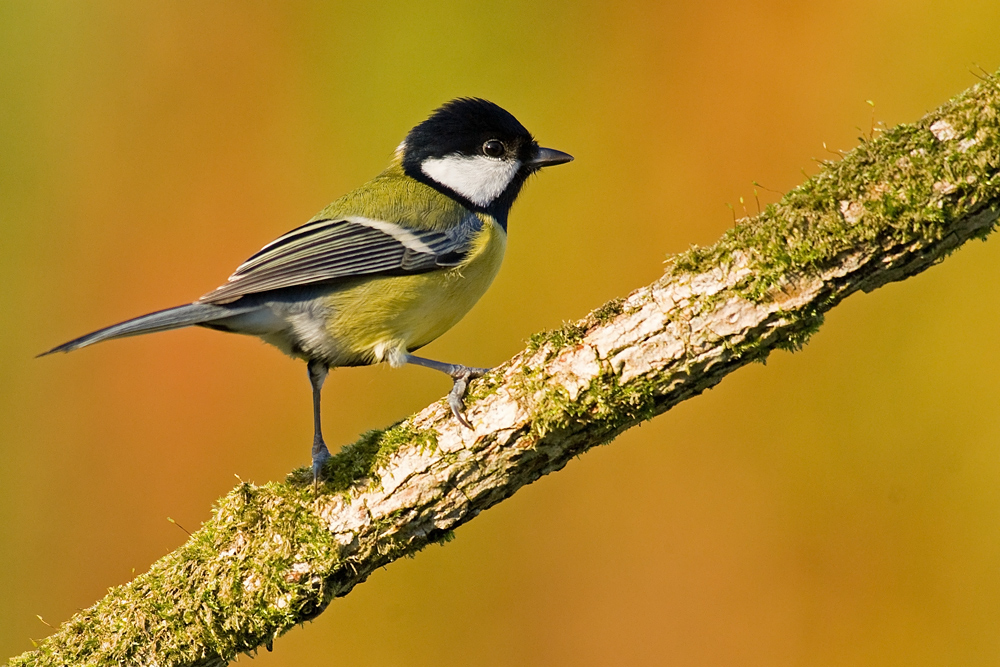 Mésange charbonnière