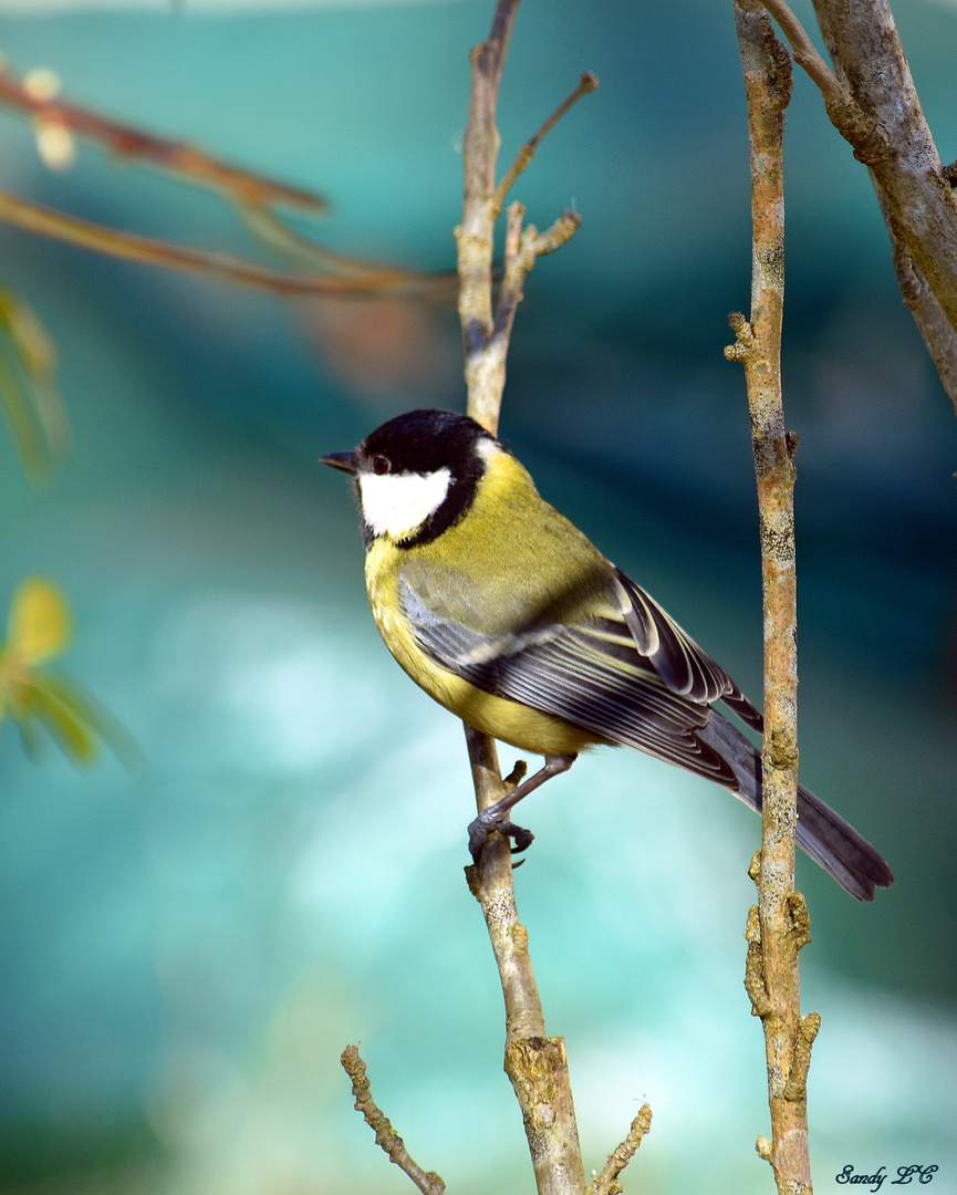 Mésange charbonnière