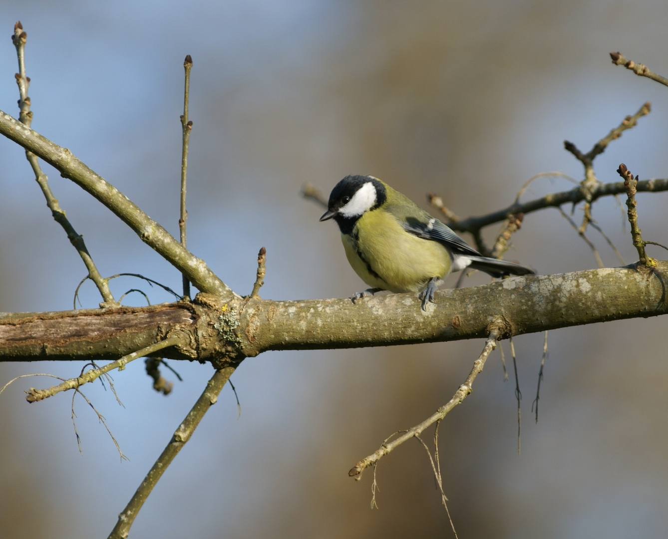 Mésange charbonnière