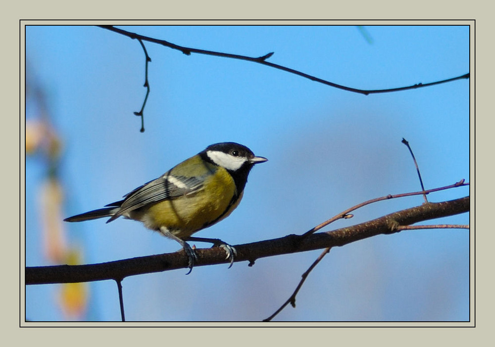 Mésange charbonnière