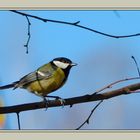 Mésange charbonnière