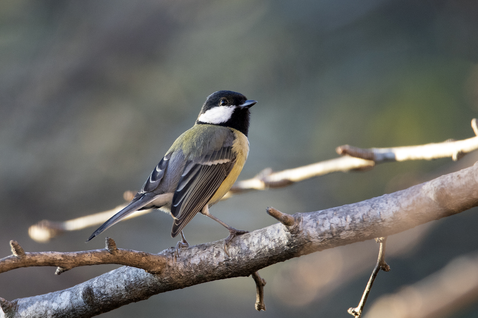 Mésange charbonnière