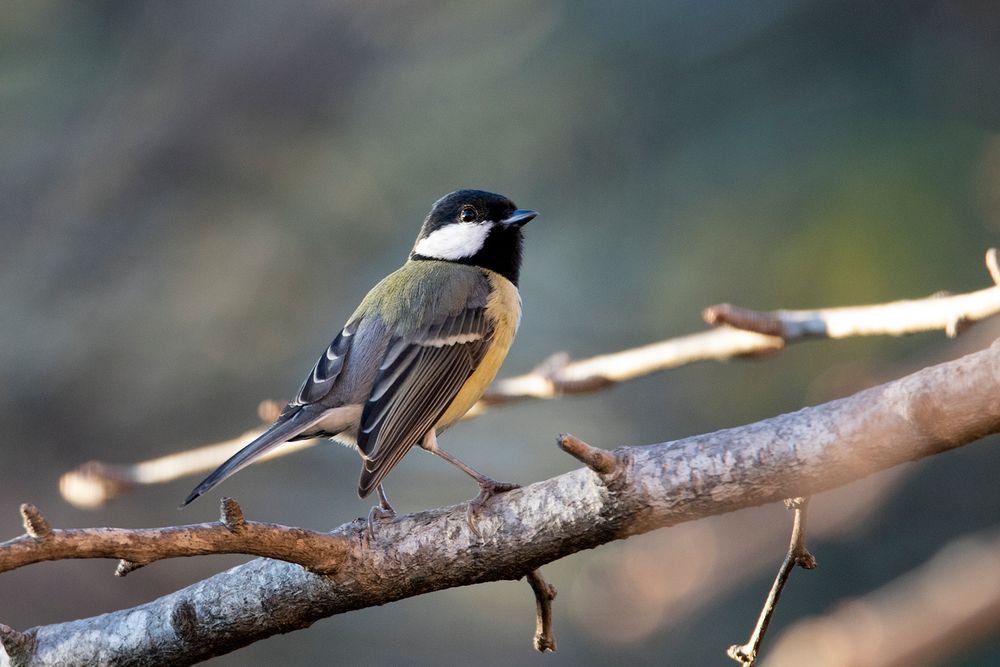 Mésange charbonnière