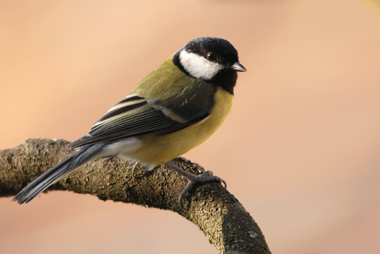 Mésange charbonnière.