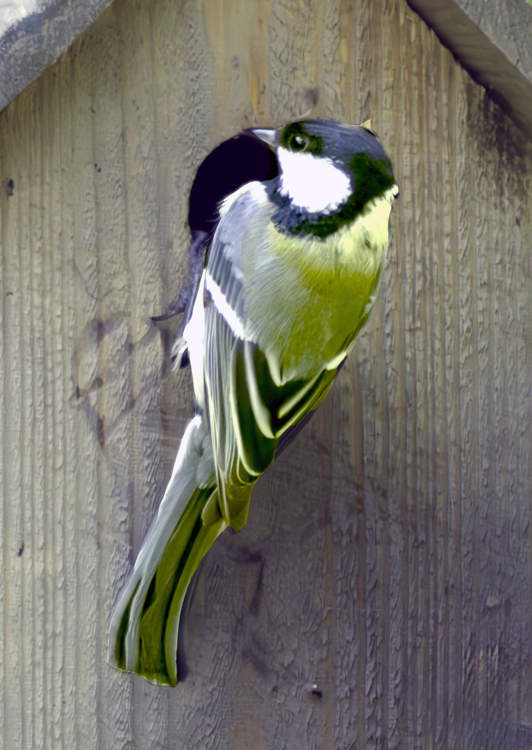 Mésange Charbonnière