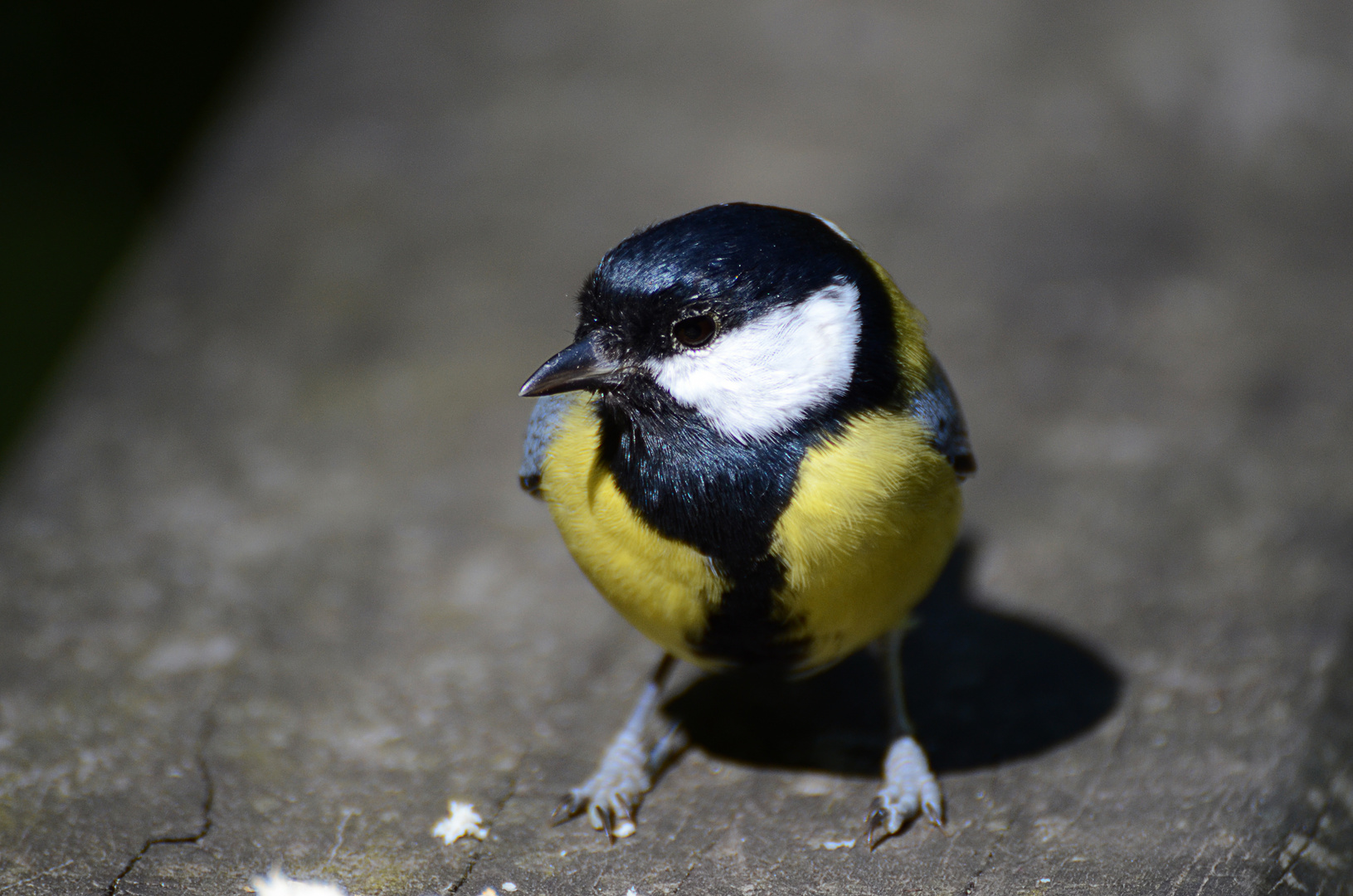 Mésange charbonnière