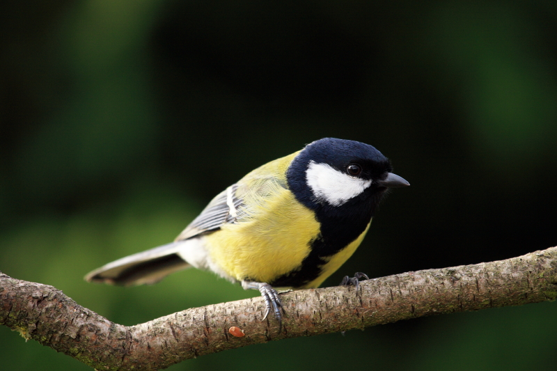 mésange charbonnière