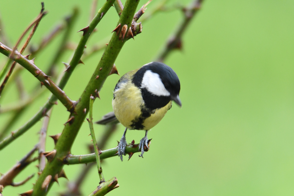 Mésange charbonnière