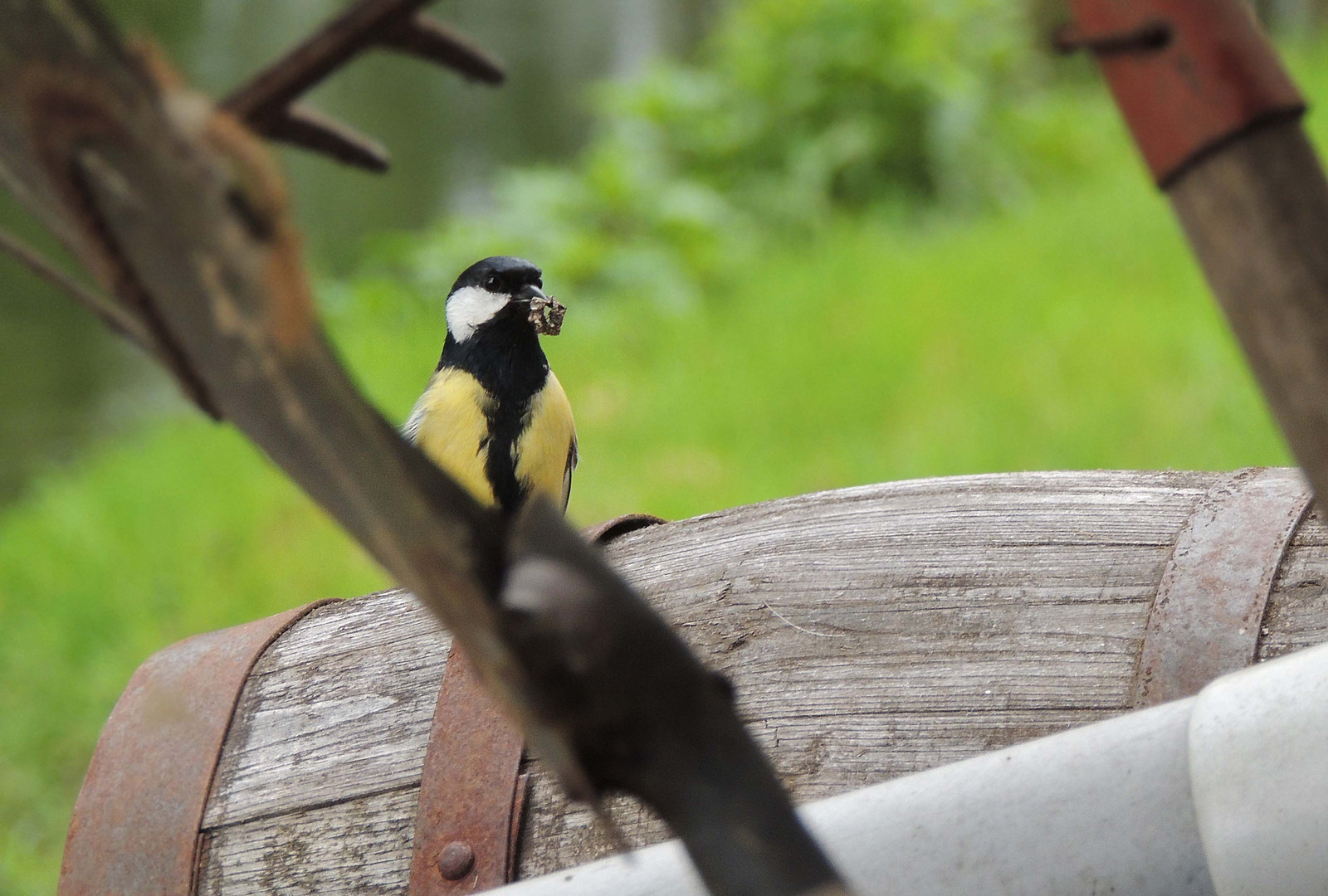 Mésange charbonnière