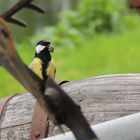 Mésange charbonnière