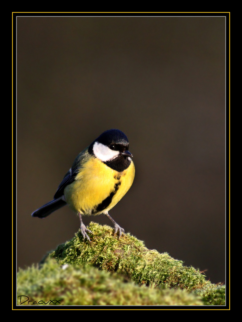 Mésange Charbonnière