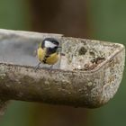 Mésange charbonnière