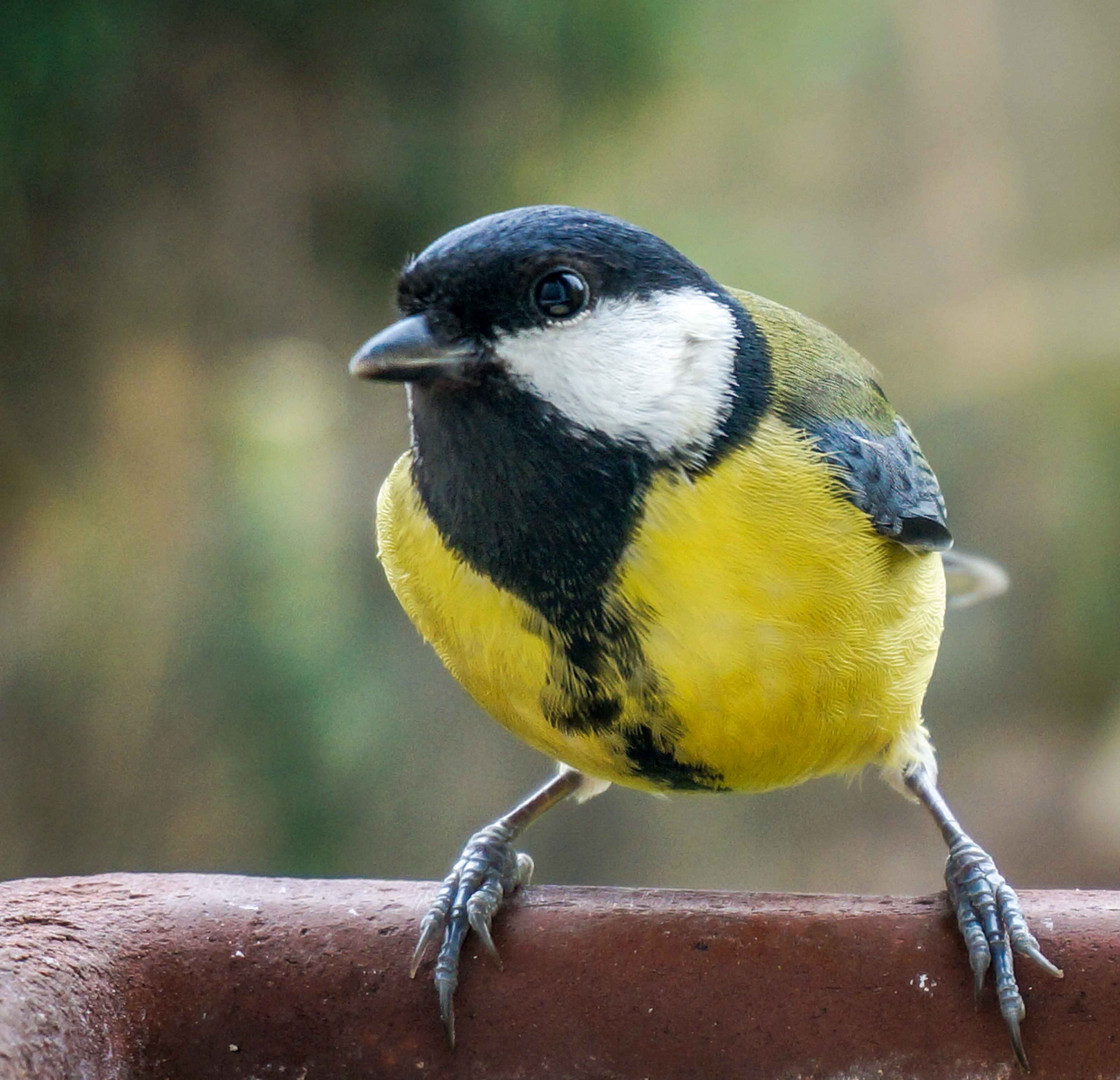 Mésange charbonnière