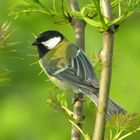 Mésange Charbonnière