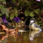 mésange charbonnière