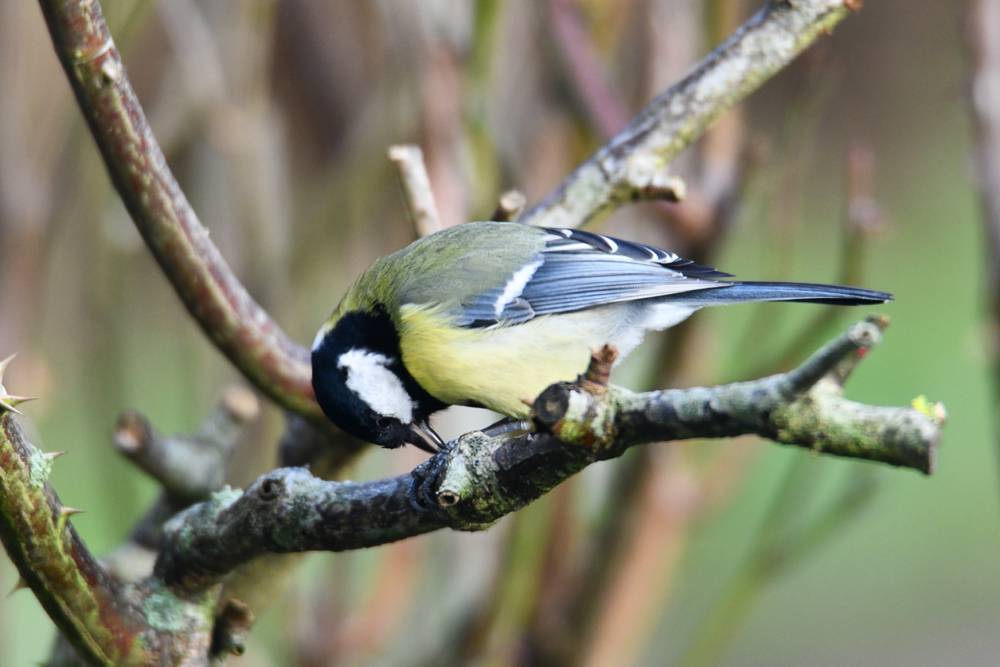 Mésange charbonnière