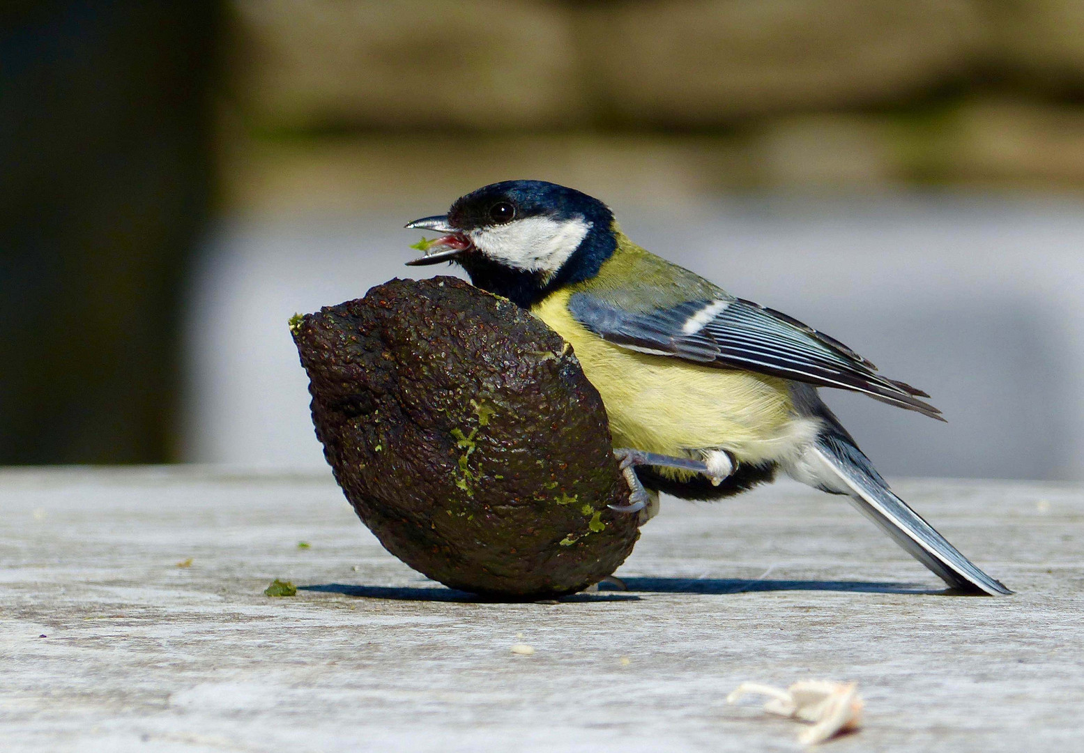 Mésange charbonnière