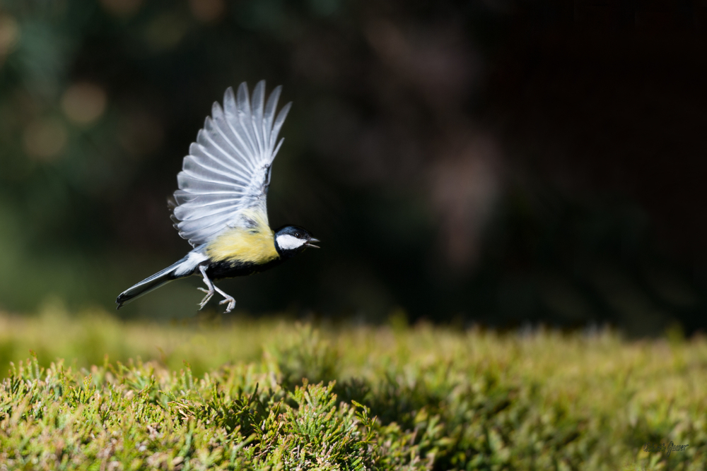 Mésange charbonnière