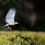 Mésange charbonnière