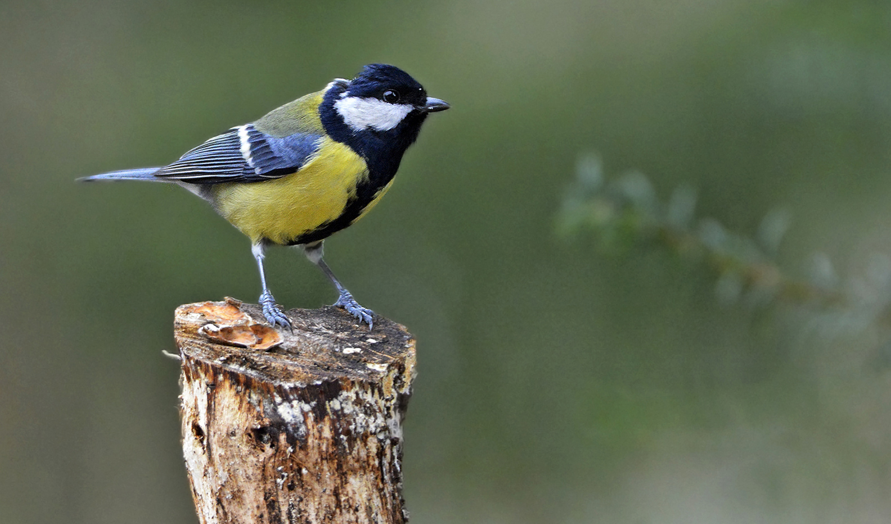 Mésange charbonnière.